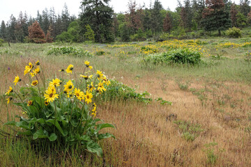 Colorful idyllic wide-angle landscape on black-eyed susan wildflowers blossoming in a meadow , Columbia river Gorge, The Dalles, Oregon