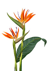 strelitzia  flower bird of paradise tropical flower isolated on white strelitzia, bouquet, flower aloha summer, fruit, tropical, vacation, beach, sunshine, hand drawn on transparent background © 7nov.studio