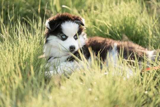 Pomsky very cute puppy dog animal
