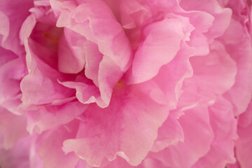 soft focus, close-up of peony for background, copy space, horizontal