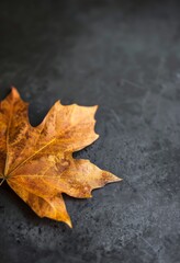 A lone golden autumn leaf lies still on a dark black background