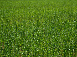 A field of green grass with tall stalks of corn