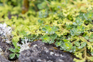 Lush ground cover on Terceira Island, Azores.