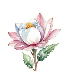 watercolor blossom isolated no background