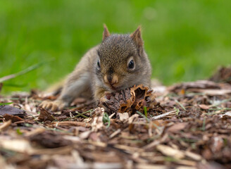 Close up of baby squirrel eating walnut.