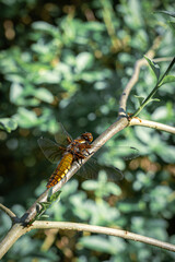 dragonfly on a branch