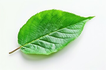 Obraz premium Cherry Leaf. Isolated Cherry Tree Leaf in Nature on a White Background