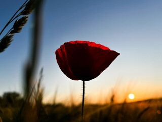 poppy field at sunset