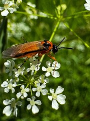 A close-up of a red-bodied wasp feeding on delicate white wildflowers in a green meadow, captured in natural sunlight.