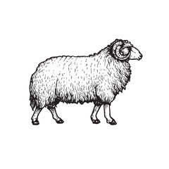 Sheep, ram, mutton sketch style, hand drawn illustration. Side view. Farm animal retro engraved style vector drawing.