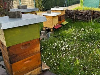 Colorful beehives with bees flying in and out of their entrances, set in a grassy field, showcasing the activity of the hives and the vibrant, painted hive fronts.