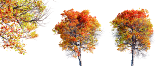 Trident maple tree isolated on transparent background and selective focus close-up. 3D render.