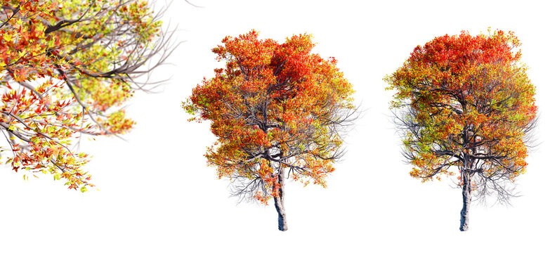 Trident maple tree isolated on transparent background and selective focus close-up. 3D render.