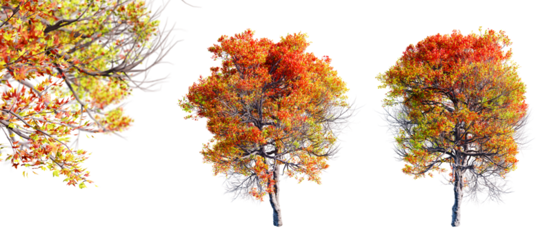 Trident maple tree isolated on transparent background and selective focus close-up. 3D render.