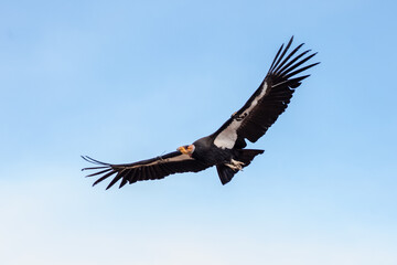 Condor in flight