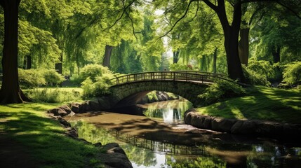 bridge in the forest