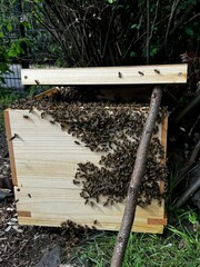 A swarm of bees covering a wooden beehive with a branch leaning against it, illuminated by sunlight in a garden setting.