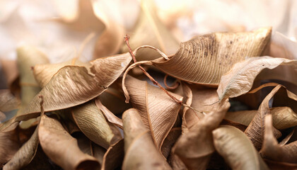Dry leaves. A pile of dry leaves. Selective focus