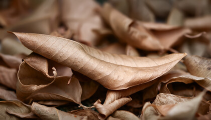 Dry leaves. A pile of dry leaves close-up. Selective focus