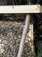 A swarm of bees covering a wooden beehive with a branch leaning against it, illuminated by sunlight in a garden setting.