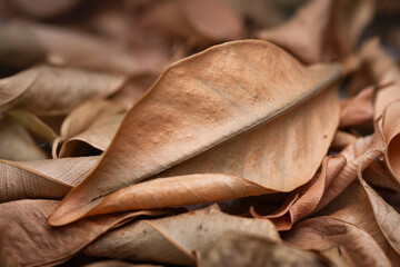 Dry leaves. A pile of dry leaves close-up. Natural abstraction