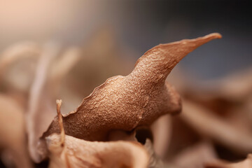 Dried leaves. A pile of dry leaves