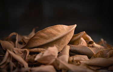 Dry leaves. Heap of dry leaves. Selective focus