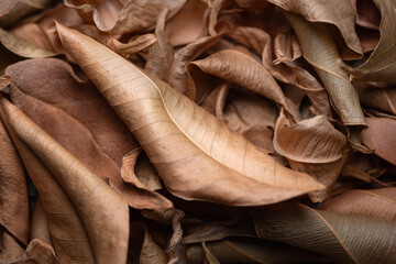 Dried leaves. Pile of dry leaves close up. Selective focus