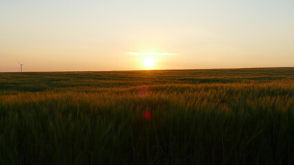 sunrise over the field