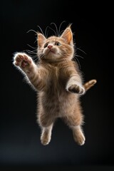 Fototapeta premium A kitten is jumping in the air