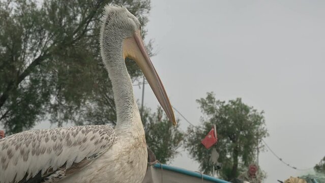 https://submit.shutterstock.com/pending?language=tr&type=video#:~:text=Pelican%20Cleaning%20Its%20Feathers%20on%20the%20Boat
