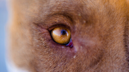 Eye of pit bull dog in close-up detail