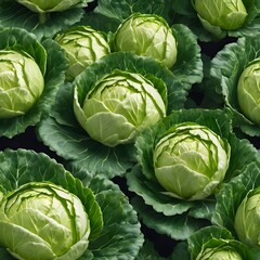 cabbage in the market
