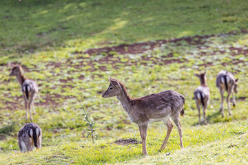 Fototapeta premium Wild deer on Terceira Island.