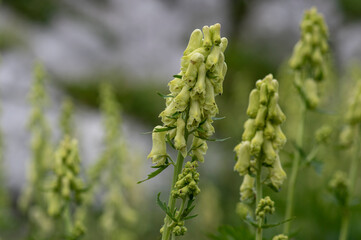 Aconitum lycoctonum wolfs bane flowering plant, group of green yellow flowers in bloom, in slovenian mountains