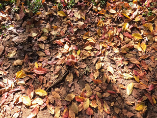 autumn leaves background. leaves on the ground. autumn leaves on the ground.