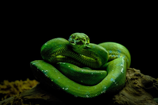 green tree python