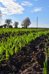Rows of green growing wheat in perspective on a plantation on the ground. Power lines in the background. The background is blurred
