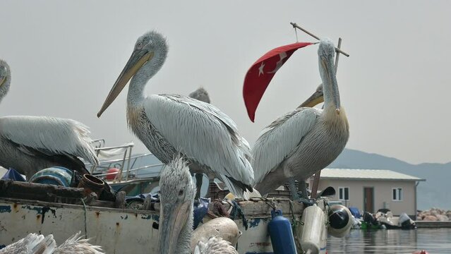https://submit.shutterstock.com/pending?language=tr&type=video#:~:text=Pelican%20Cleaning%20Its%20Feathers%20on%20the%20Boat
