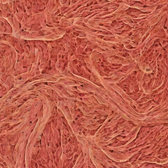 Abstract Illustration of Muscle Fiber Texture in Vivid Detail for Scientific and Medical Concepts