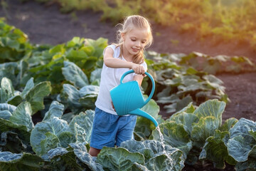 A little girl is watering cabbage with a watering can in vegetable garden.