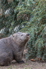 Obraz premium wombat standing on the ground, gazing upwards towards leafy green foliage. The wombat's thick fur and rounded body are prominent, blending with the natural, earthy surroundings.