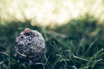 Closeup of a ladybug on top of a pine cone in grass from the side