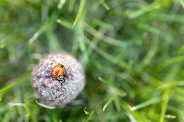 Closeup of a ladybug on top of a pine cone in grass from above
