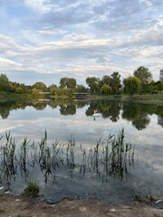 lake and trees