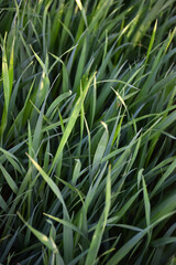 Obraz premium Green leaves of sprouts of young grass all over the background.