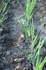 Green rows of sprouts of young onions all over the background on the ground. Summer natural background