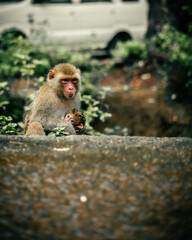 portrait of a macaque