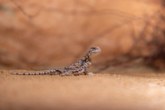 PHRYNOCEPHALUS PRZEWALSKII ,desert background , beutiful skin ,full budy