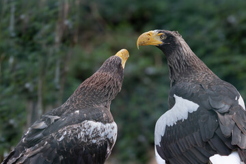 white-tailed eagle (Haliaeetus albicilla) ,blood one is bloody, beautiful eye, love, food, majestic sight, natural background, confrontation of two eagles, aggression.